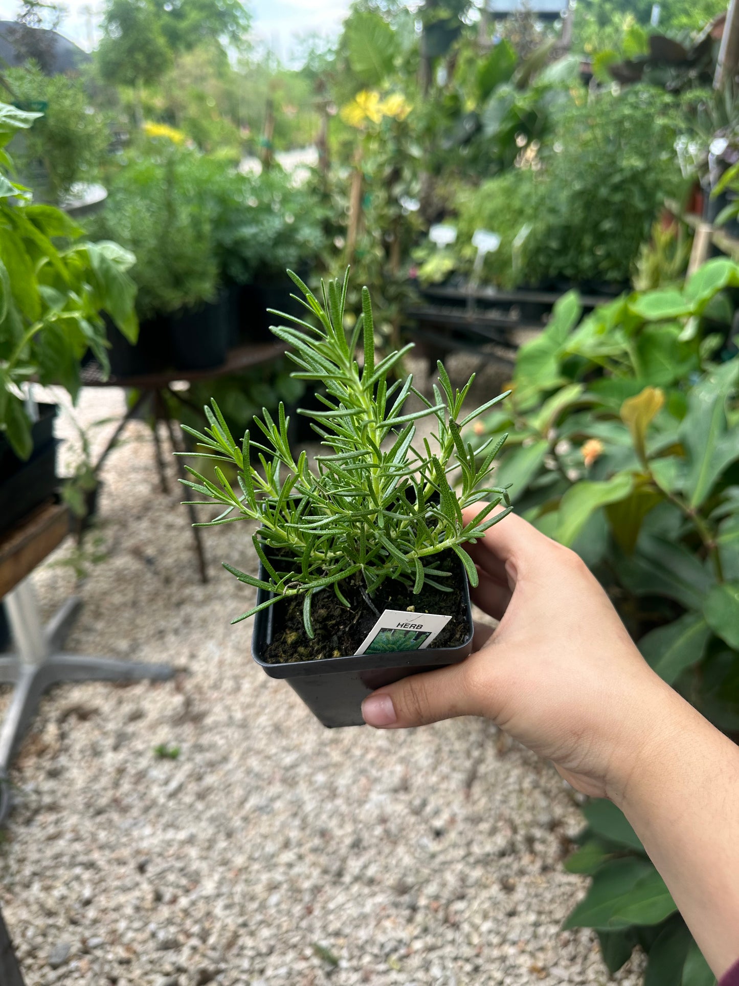 Rosemary