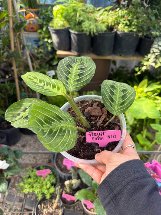 Lemon Lime Prayer Plant