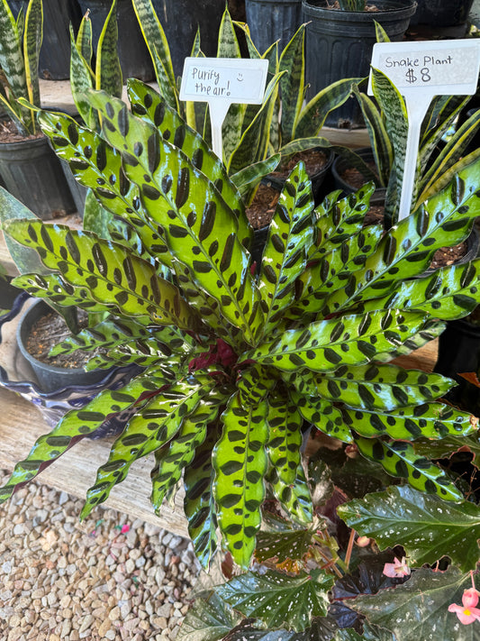 Rattlesnake Calathea