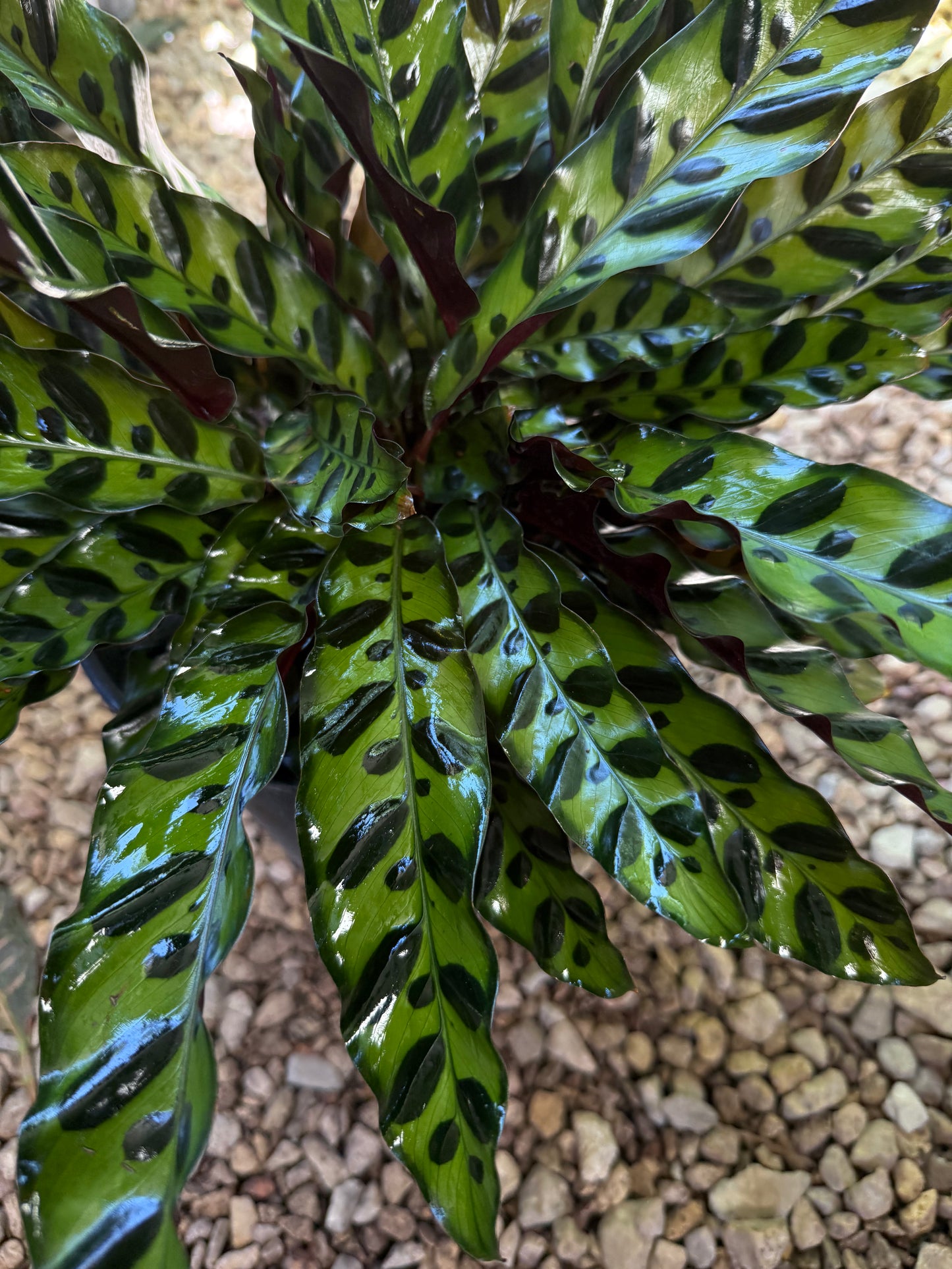 Rattlesnake Calathea