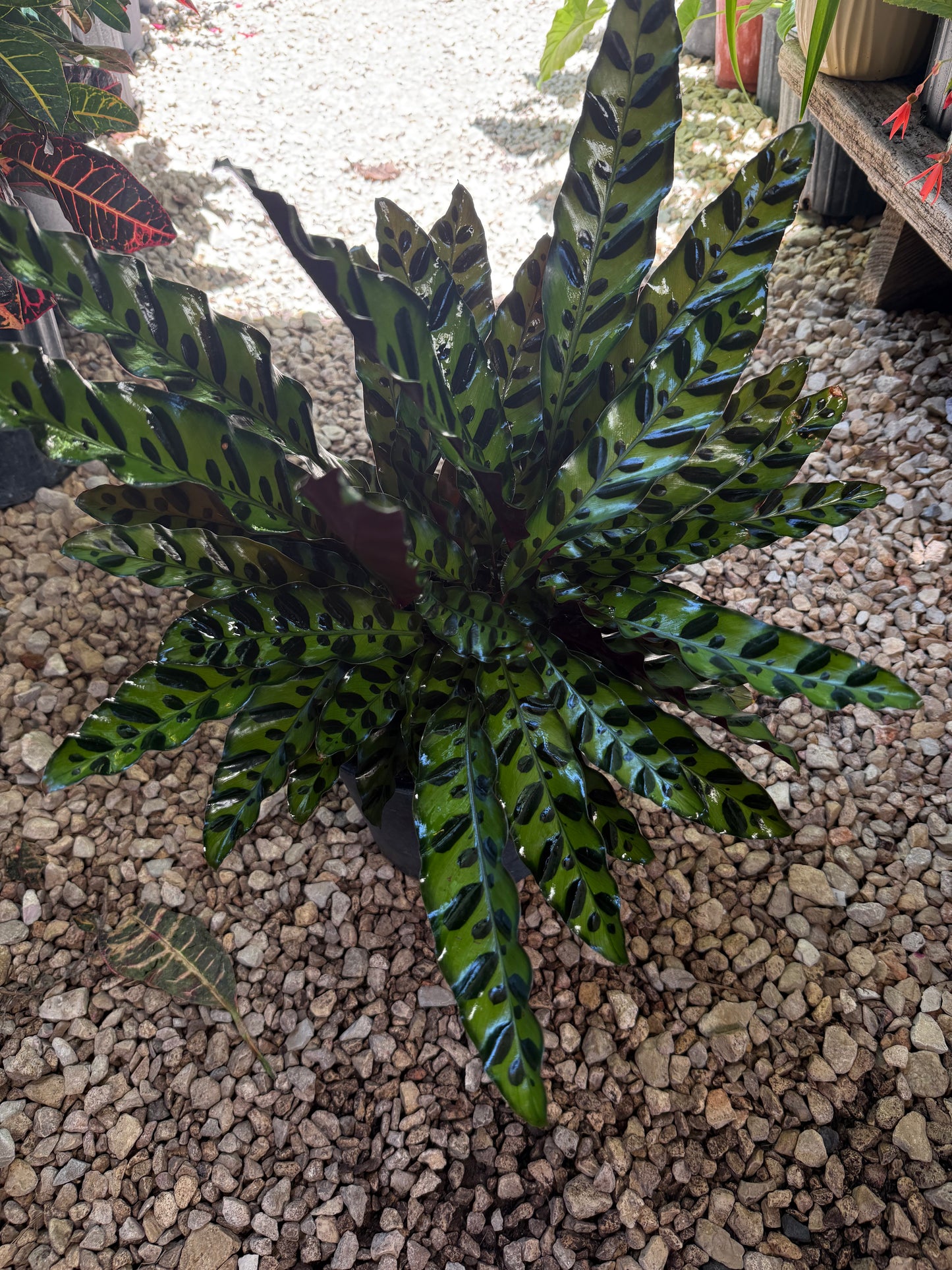 Rattlesnake Calathea