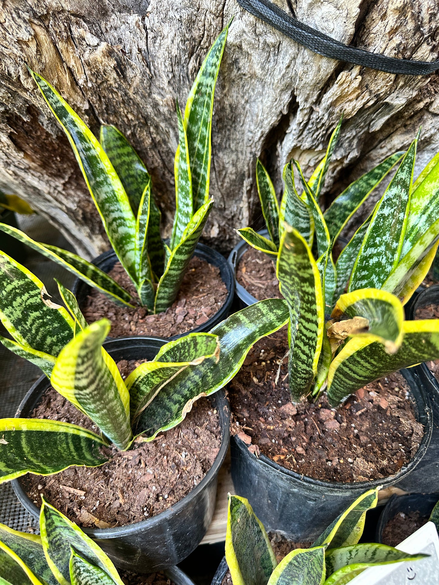Snake Plant