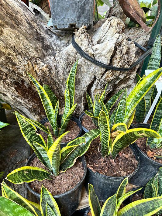 Snake Plant