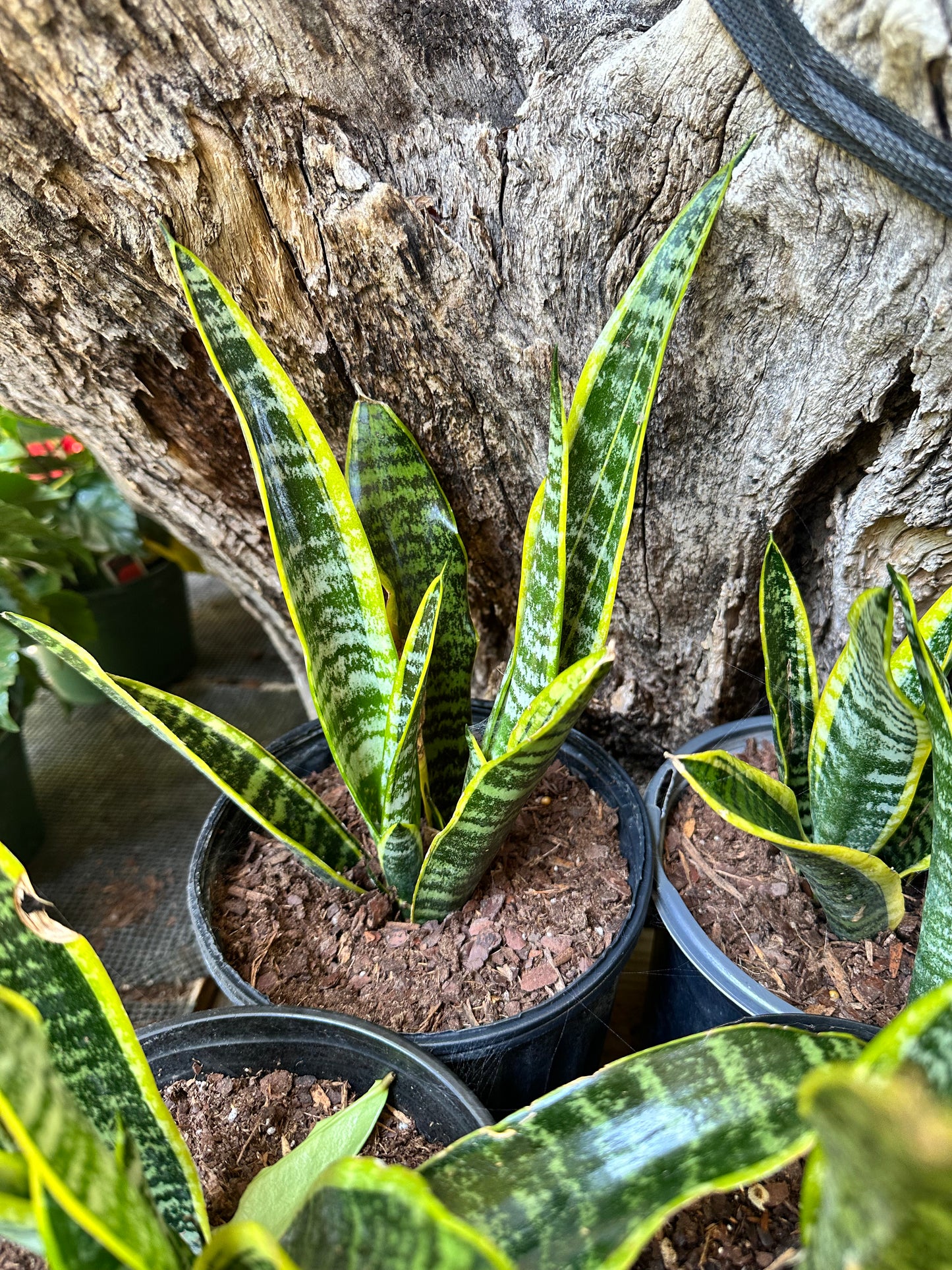 Snake Plant