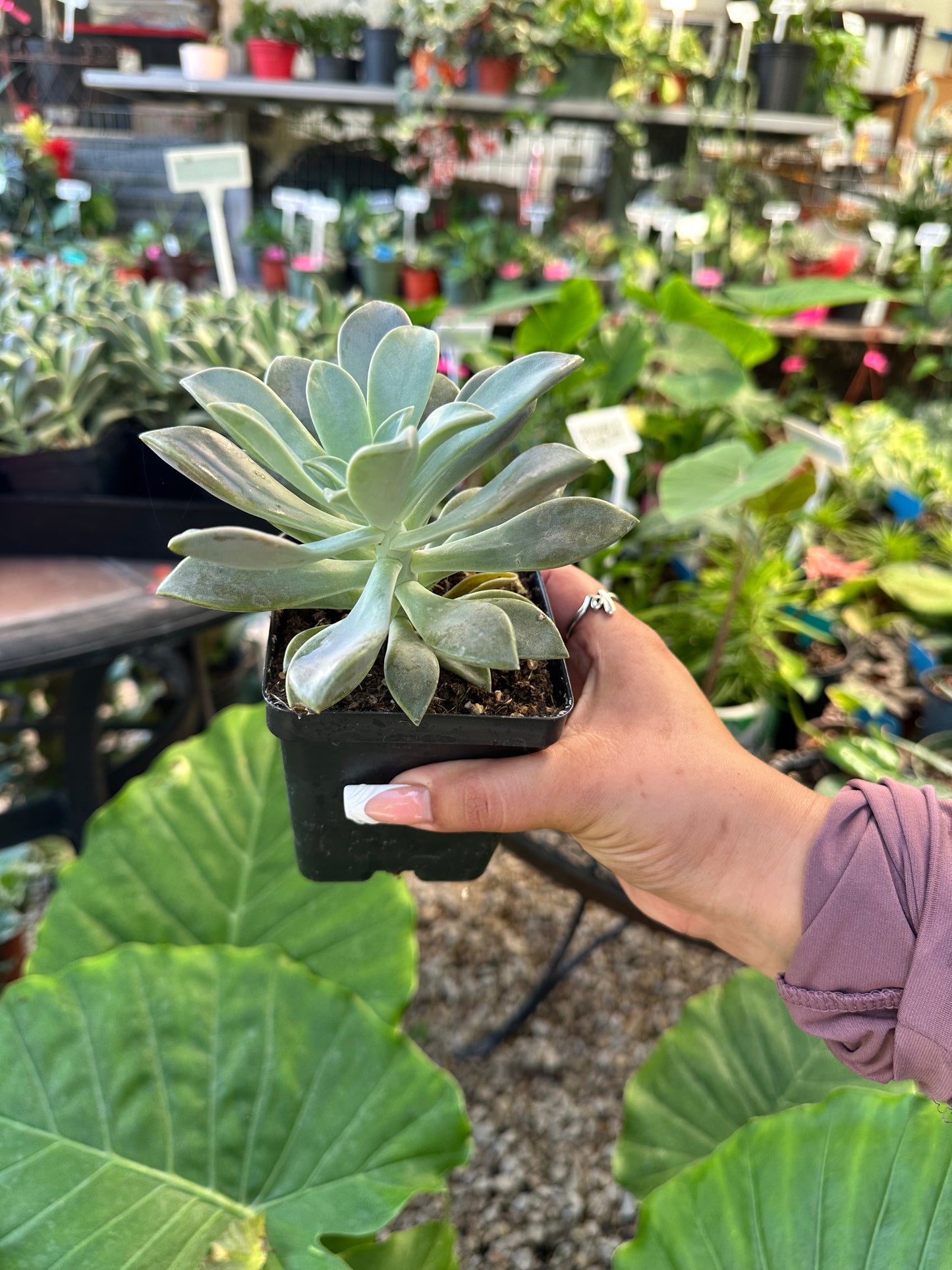 Hens n’ Chicks Succulents