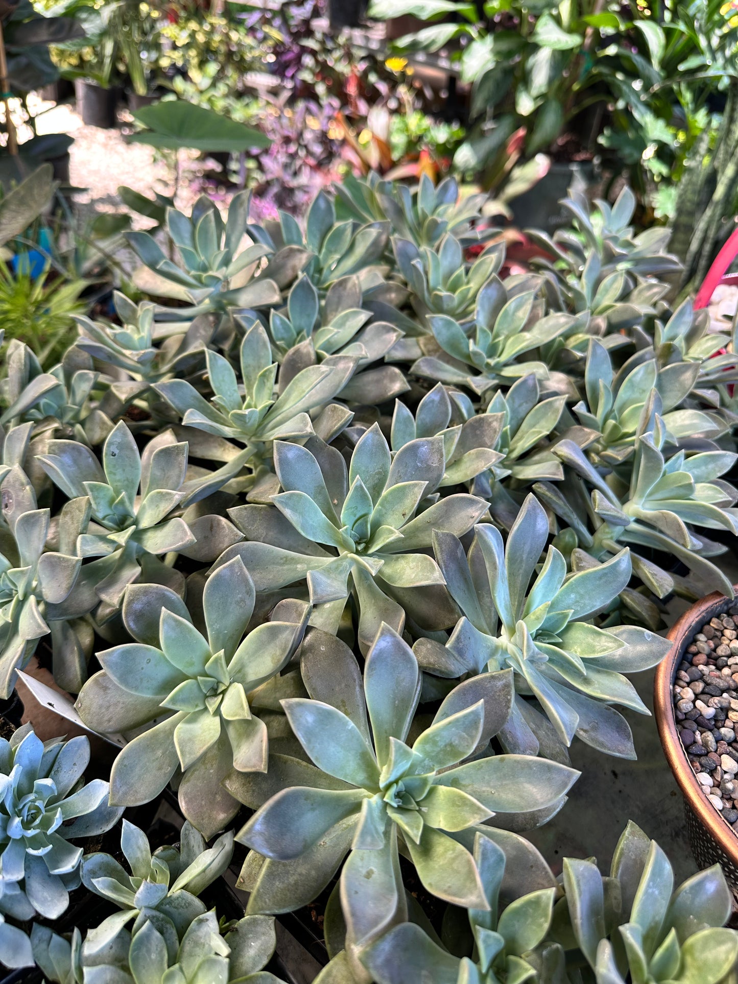Hens n’ Chicks Succulents