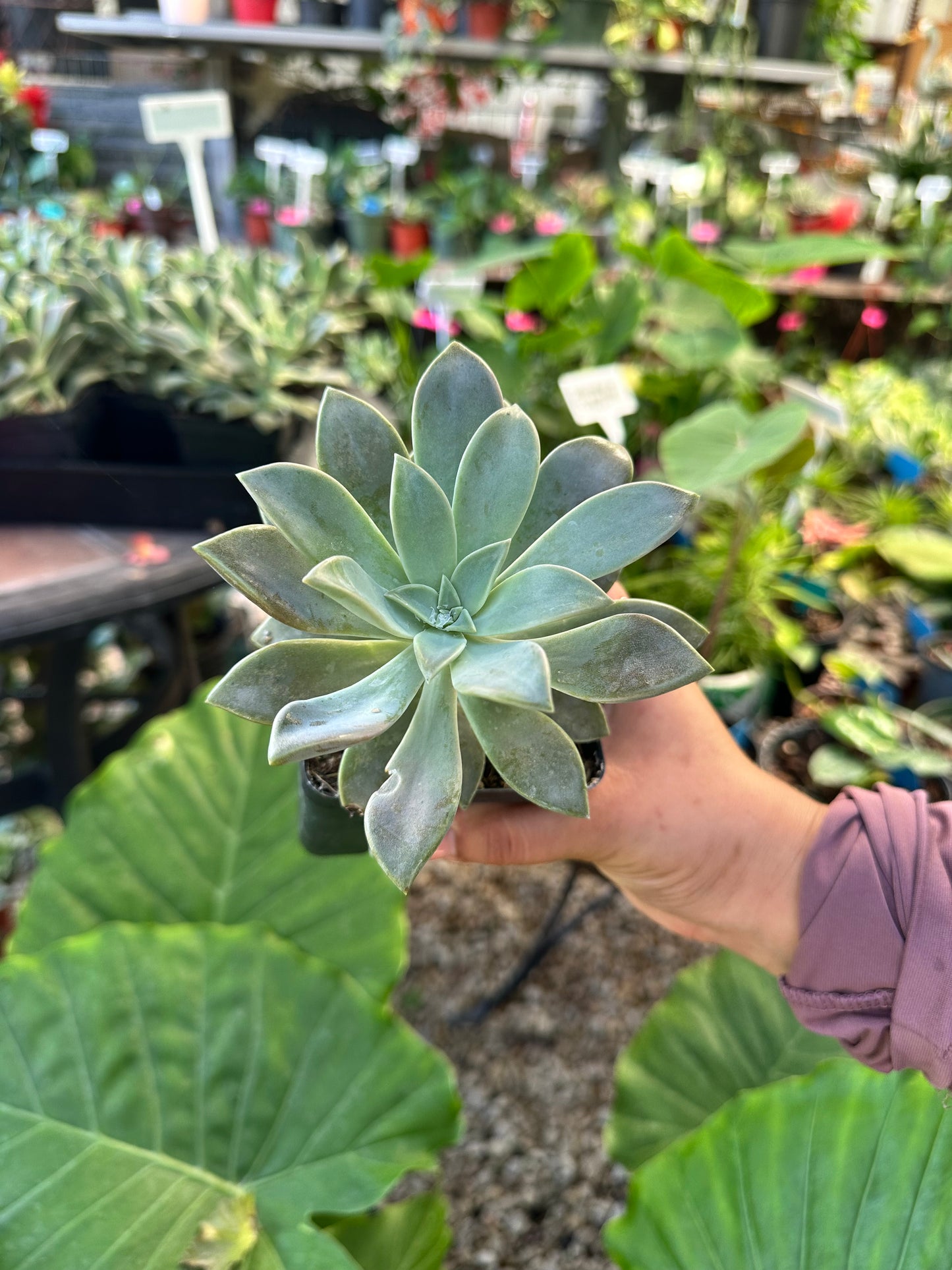 Hens n’ Chicks Succulents