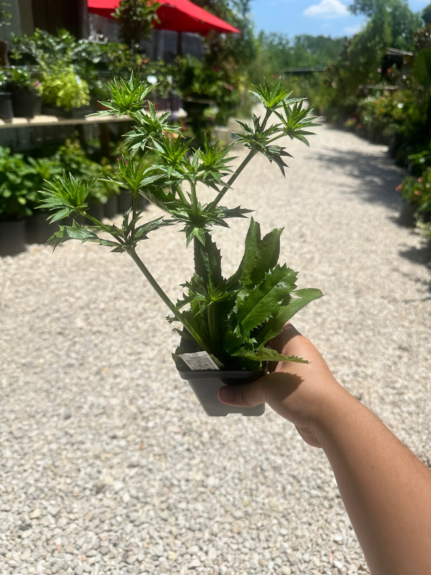 Culantro