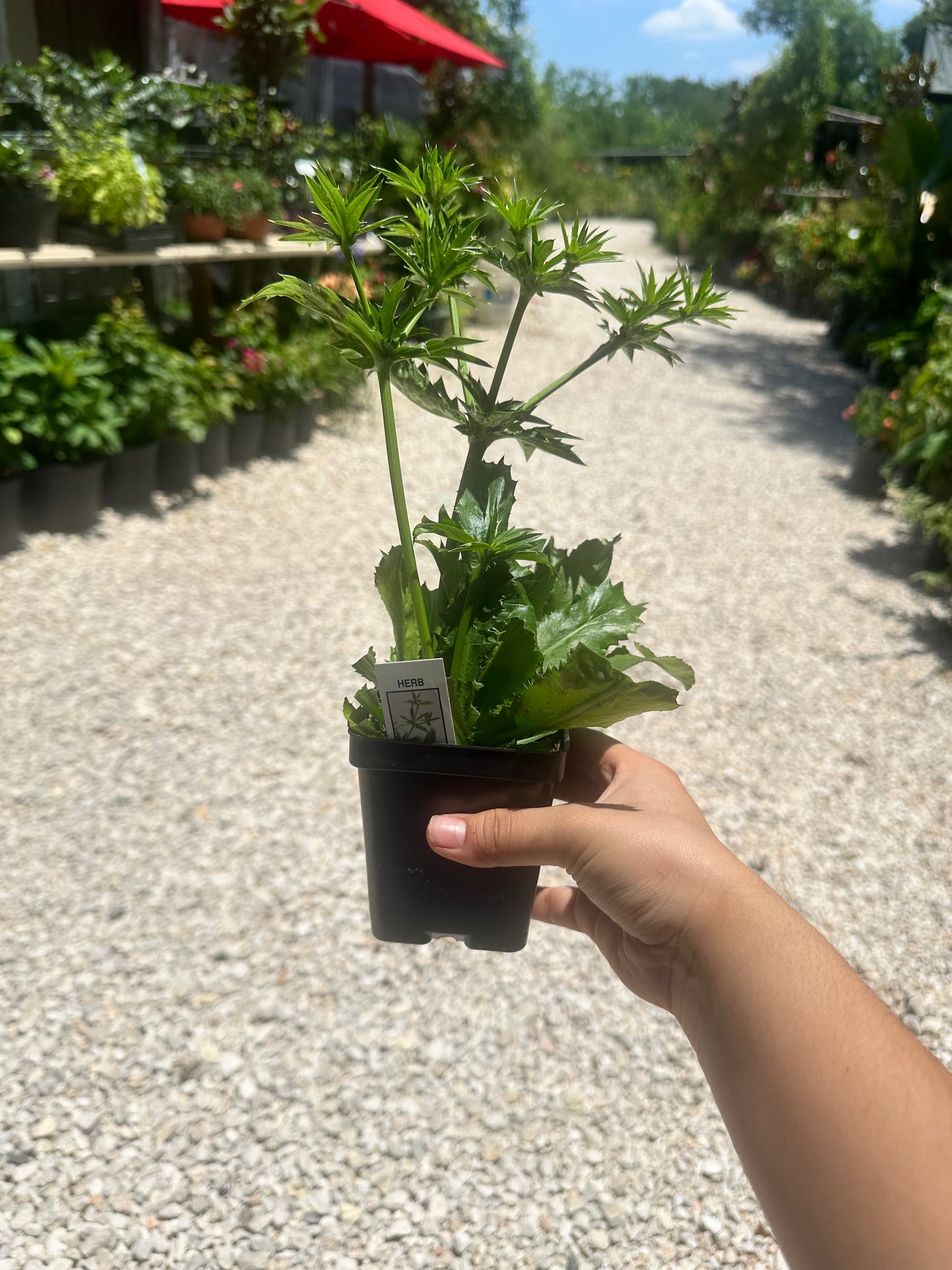 Culantro