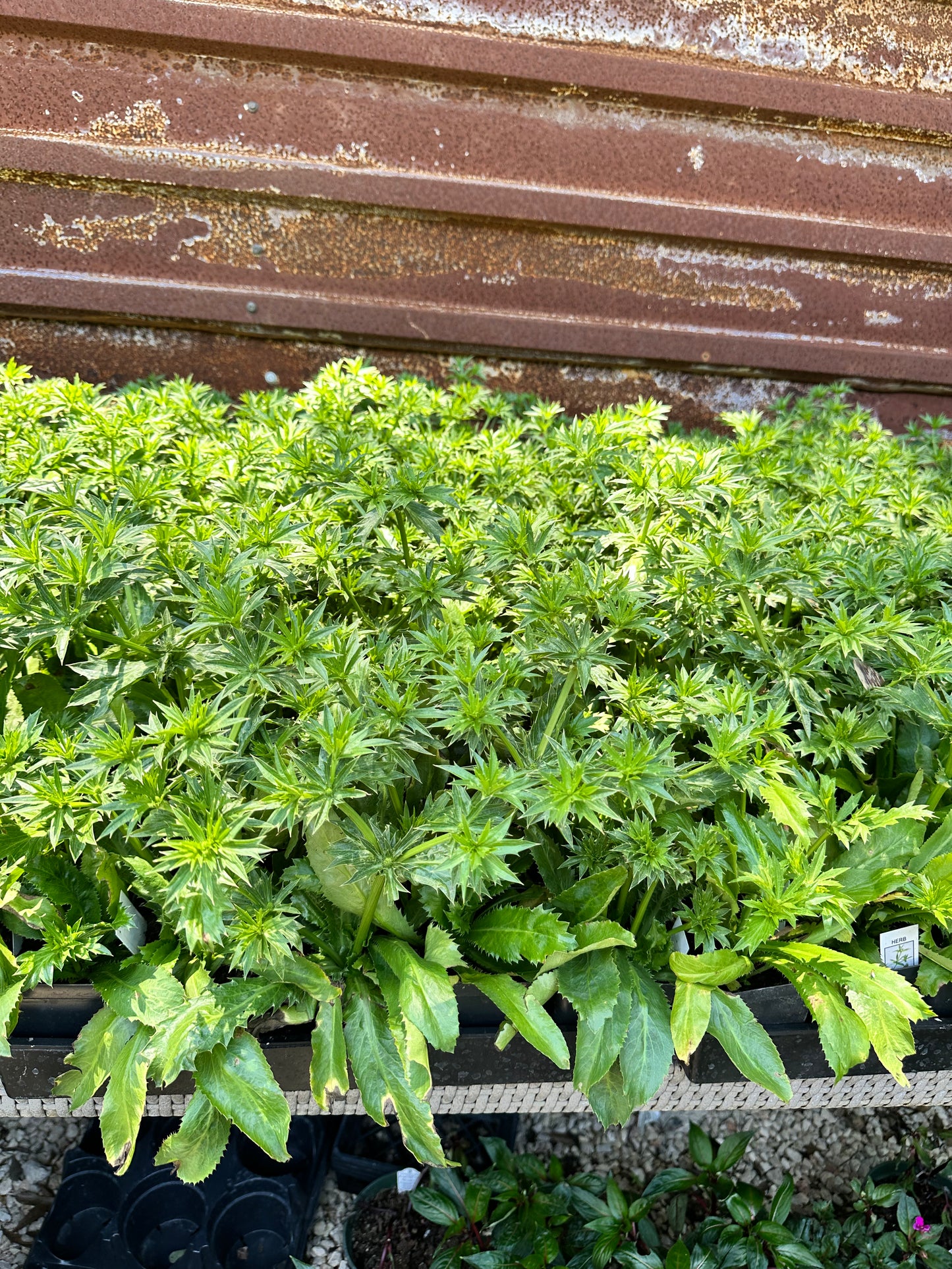 Culantro
