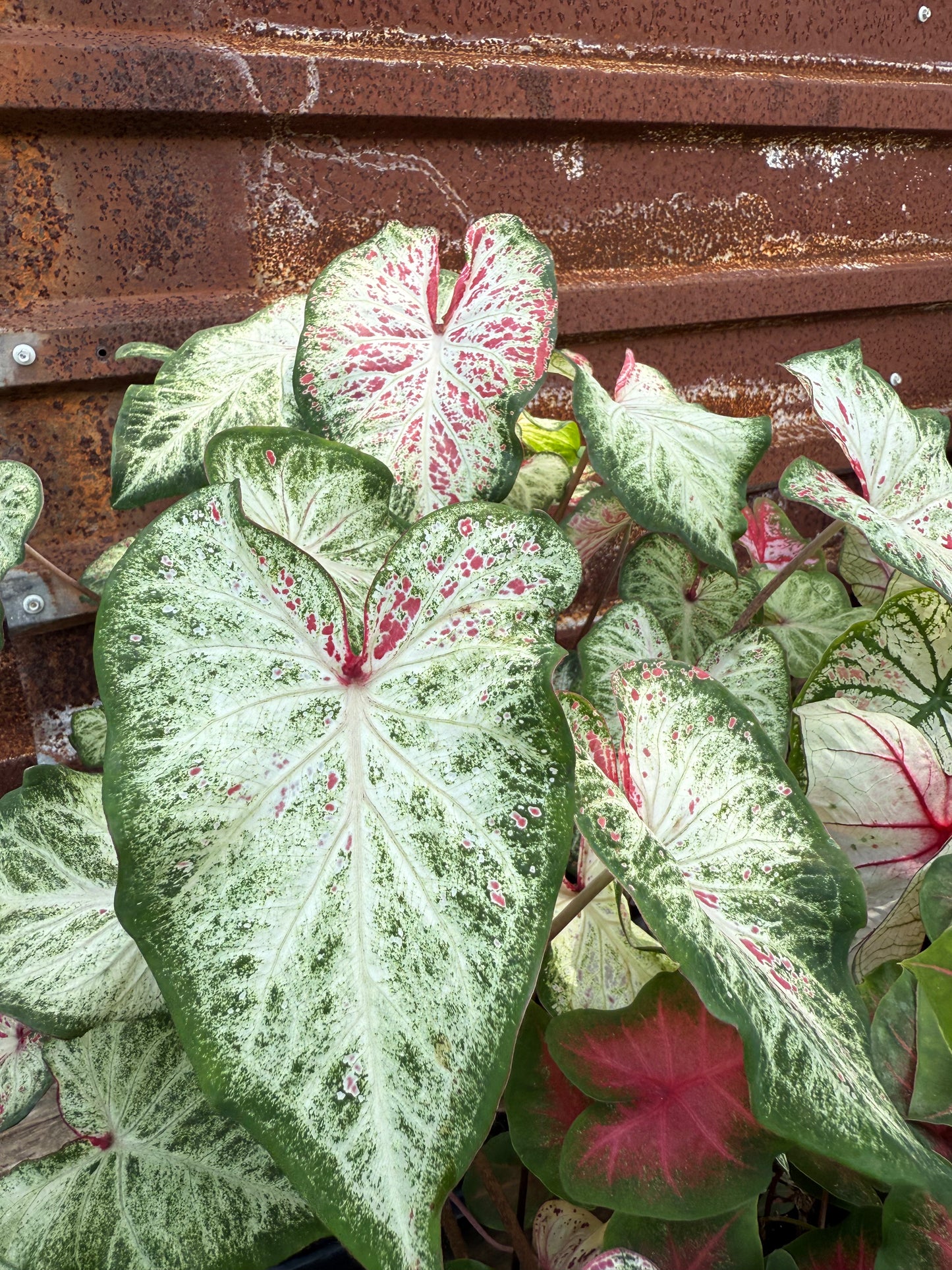 Caladium