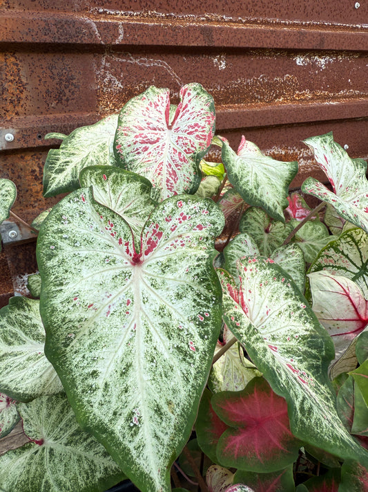 Caladium
