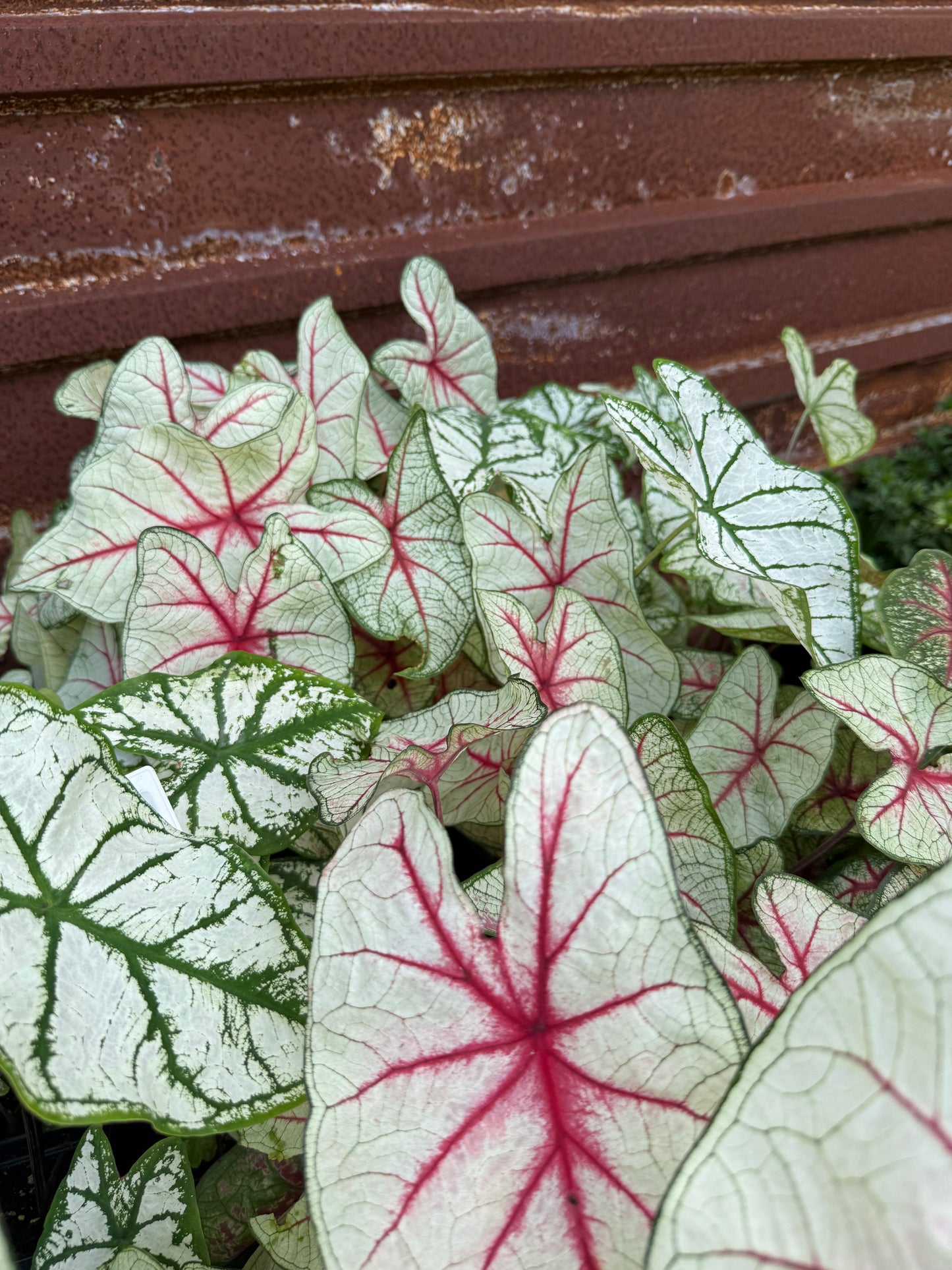 Caladium
