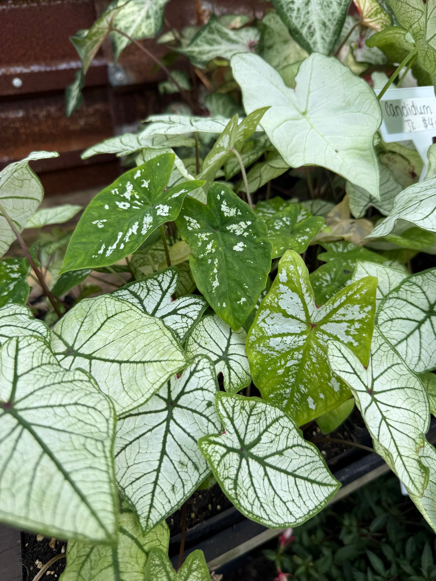 Caladium