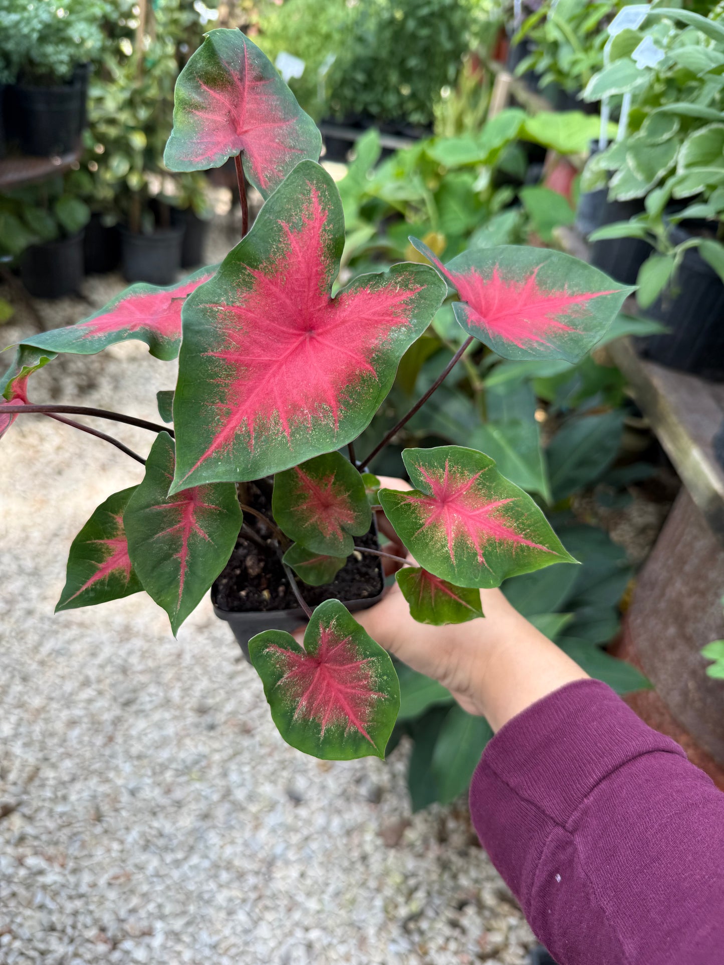 Caladium