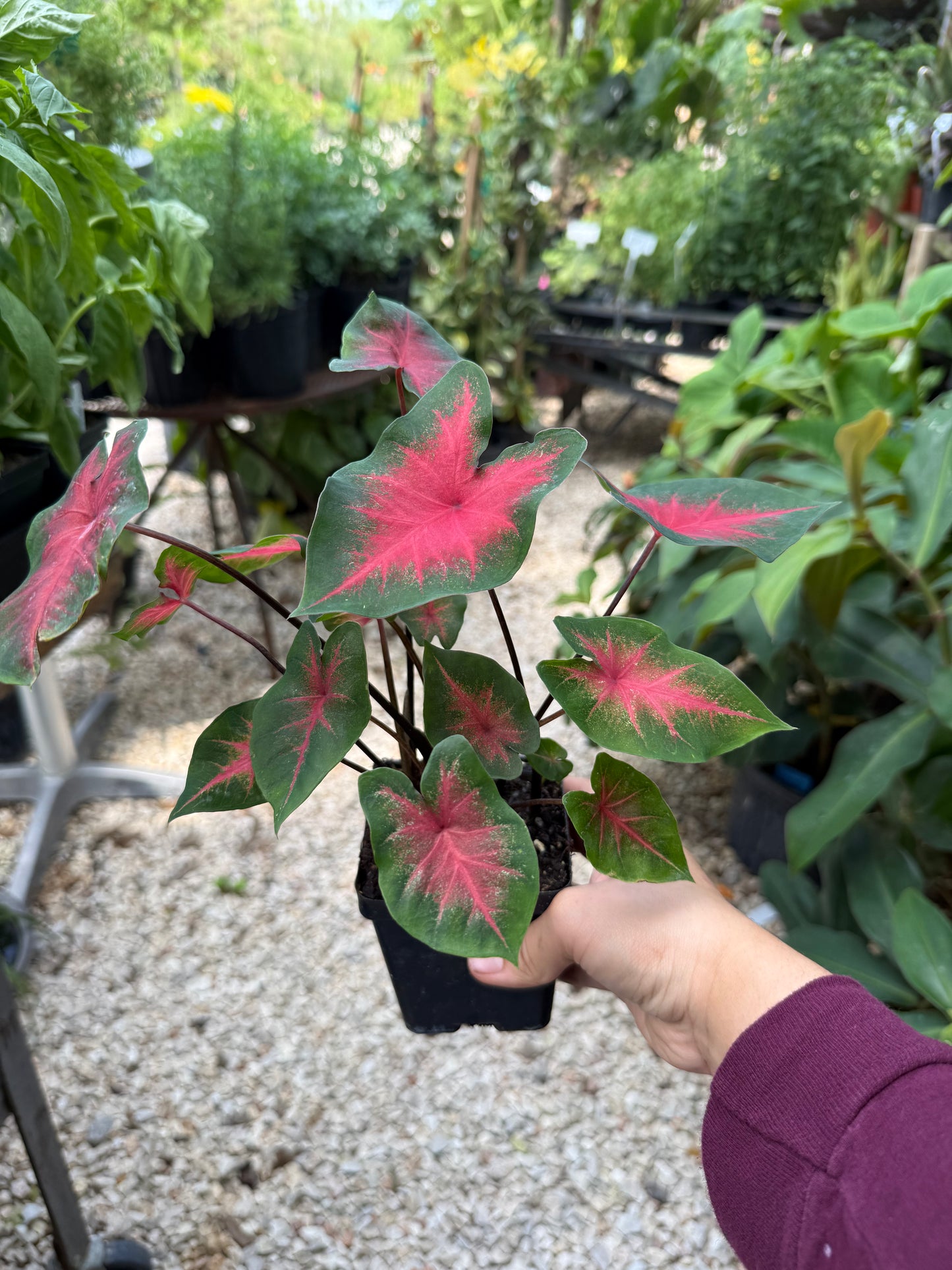 Caladium