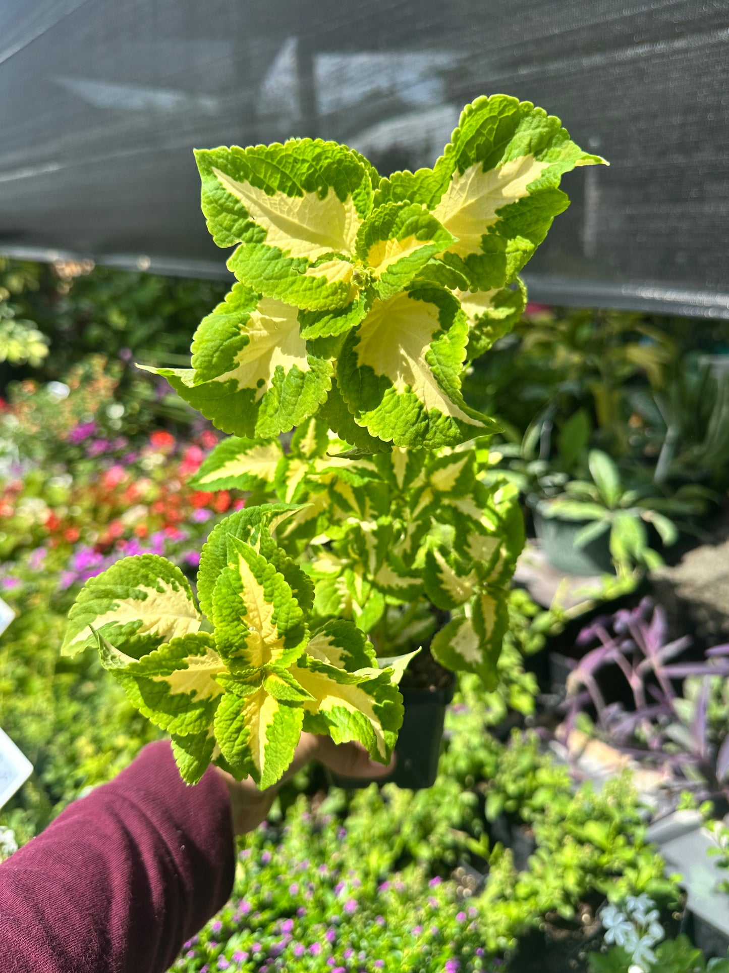 Coleus
