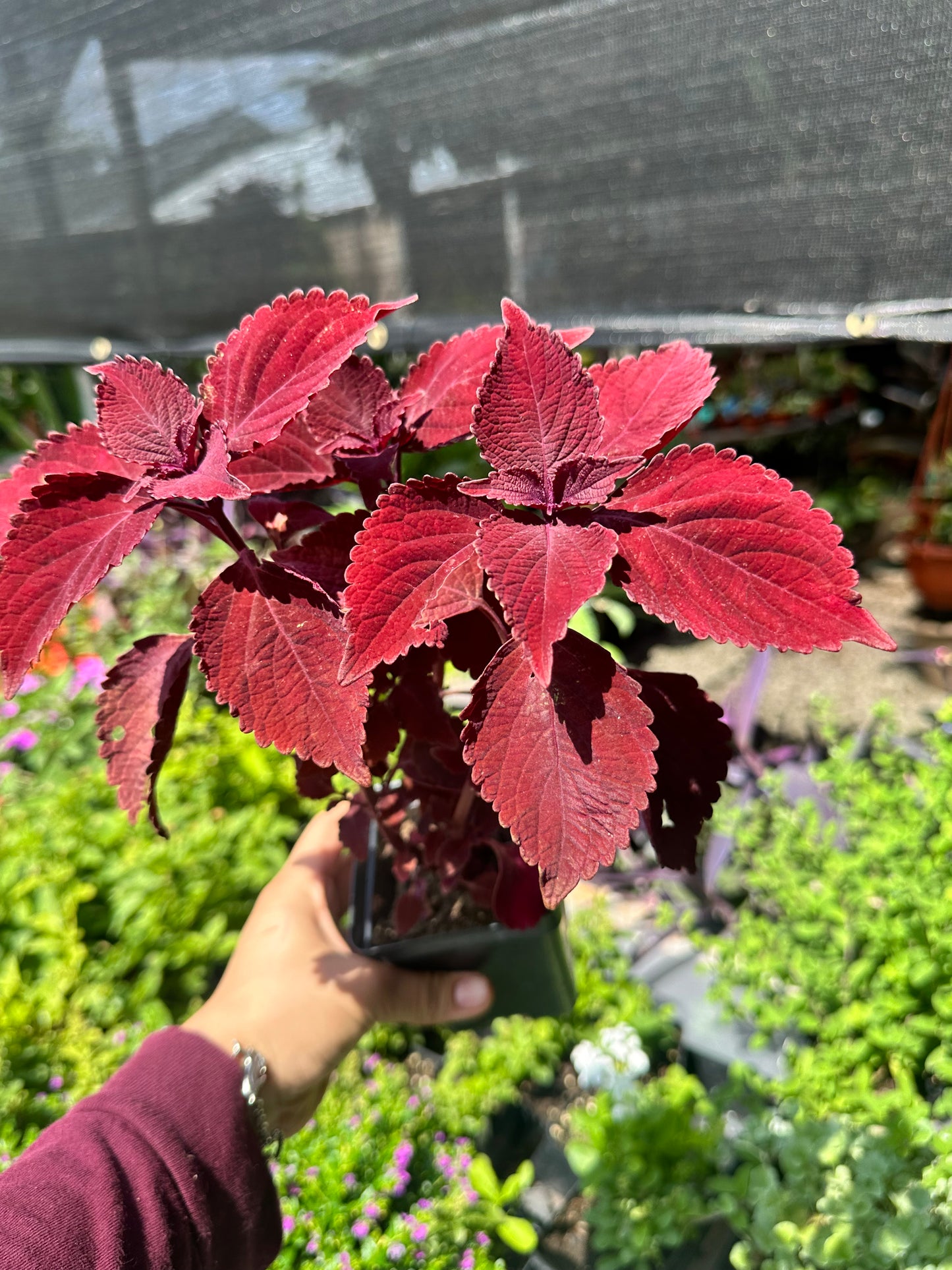Coleus