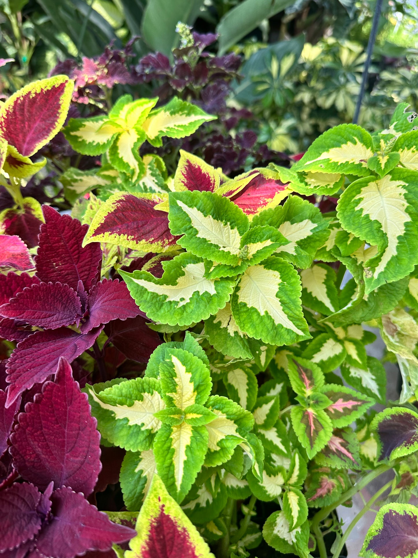 Coleus