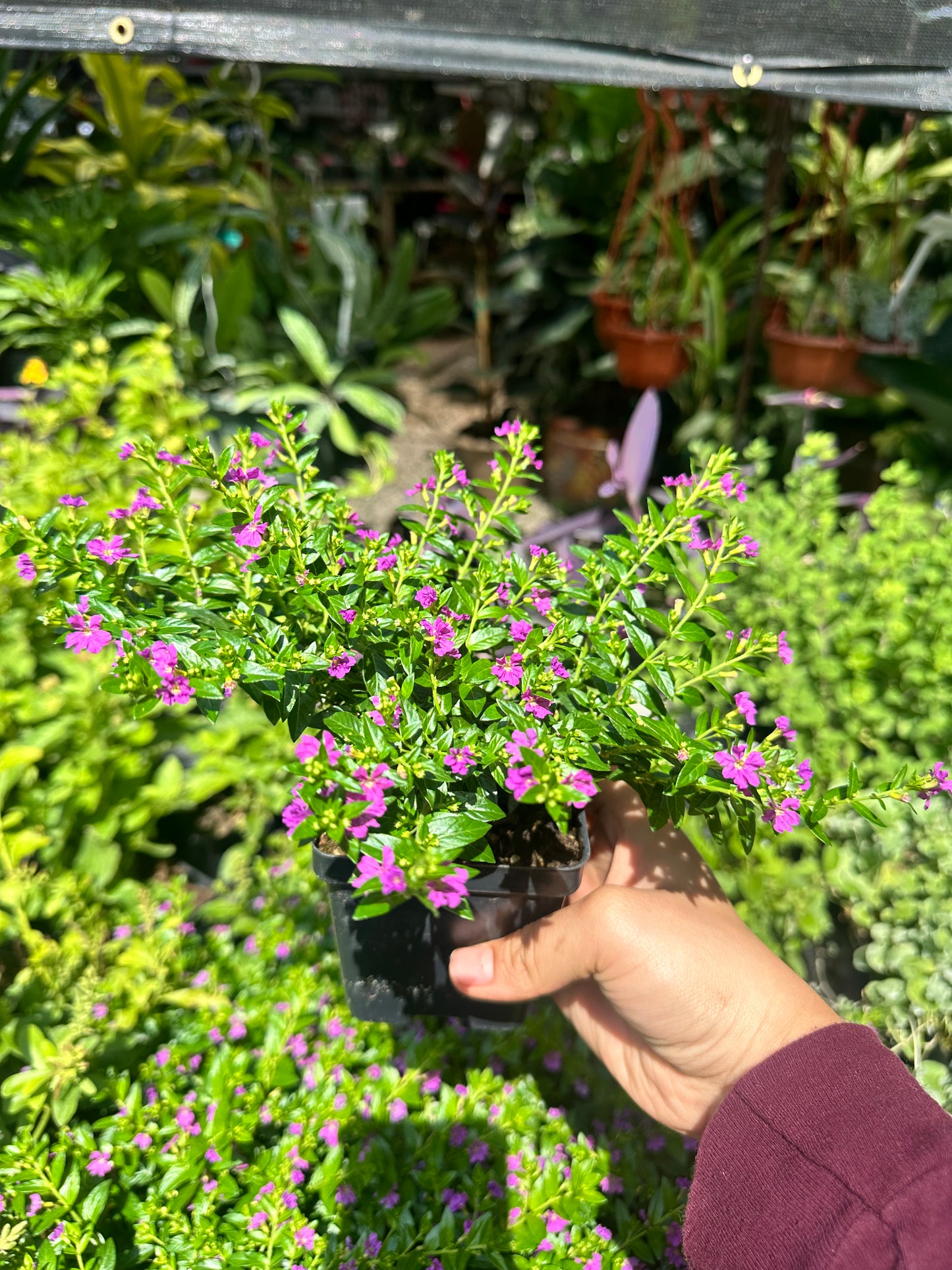 Mexican Heather