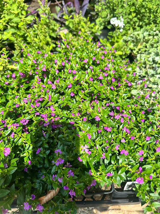 Mexican Heather