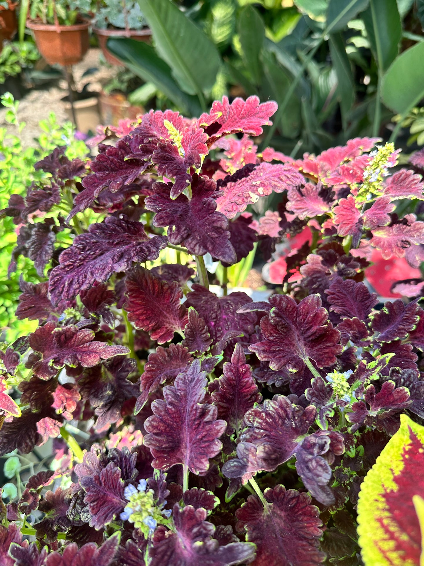 Coleus