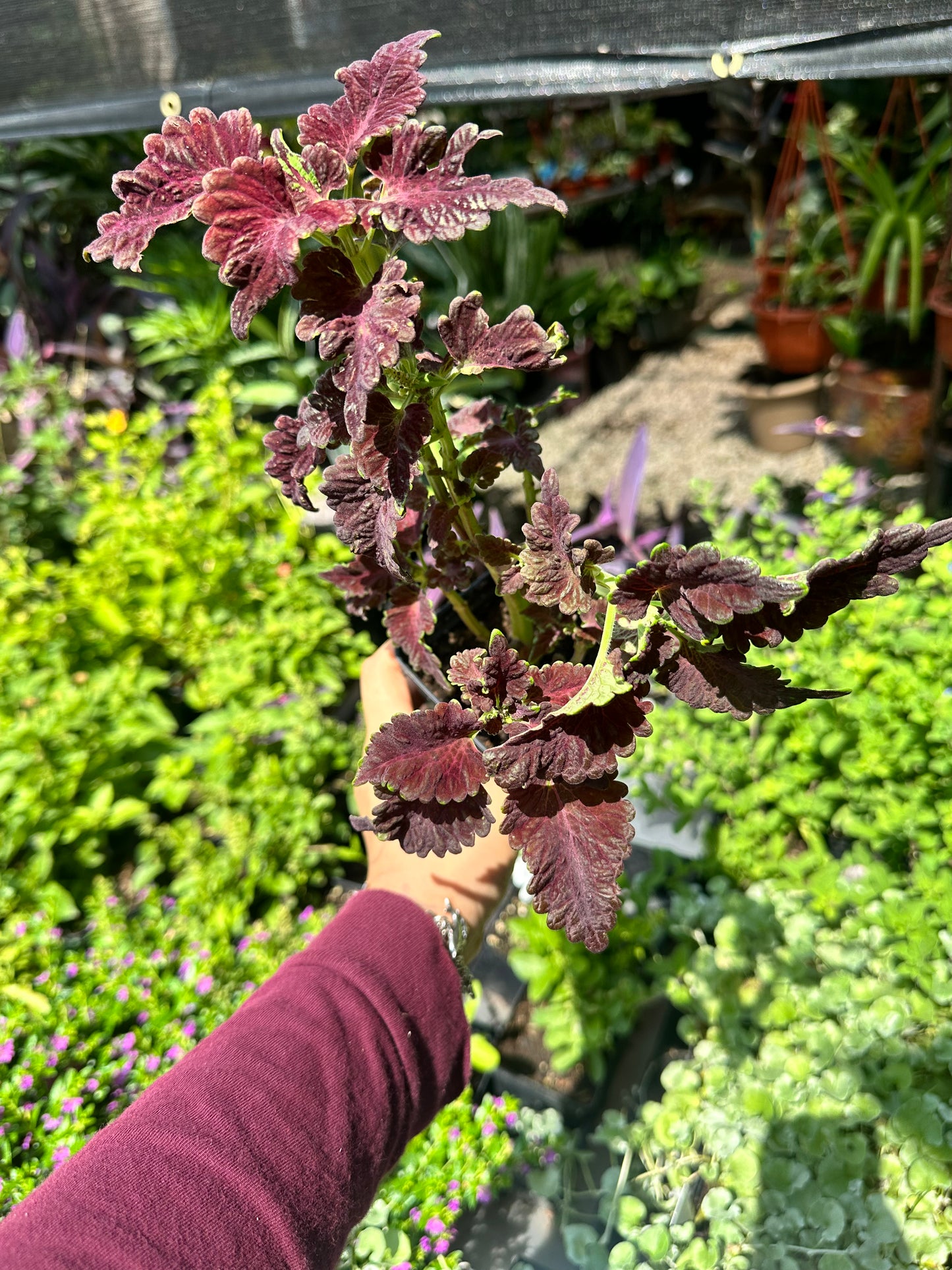 Coleus