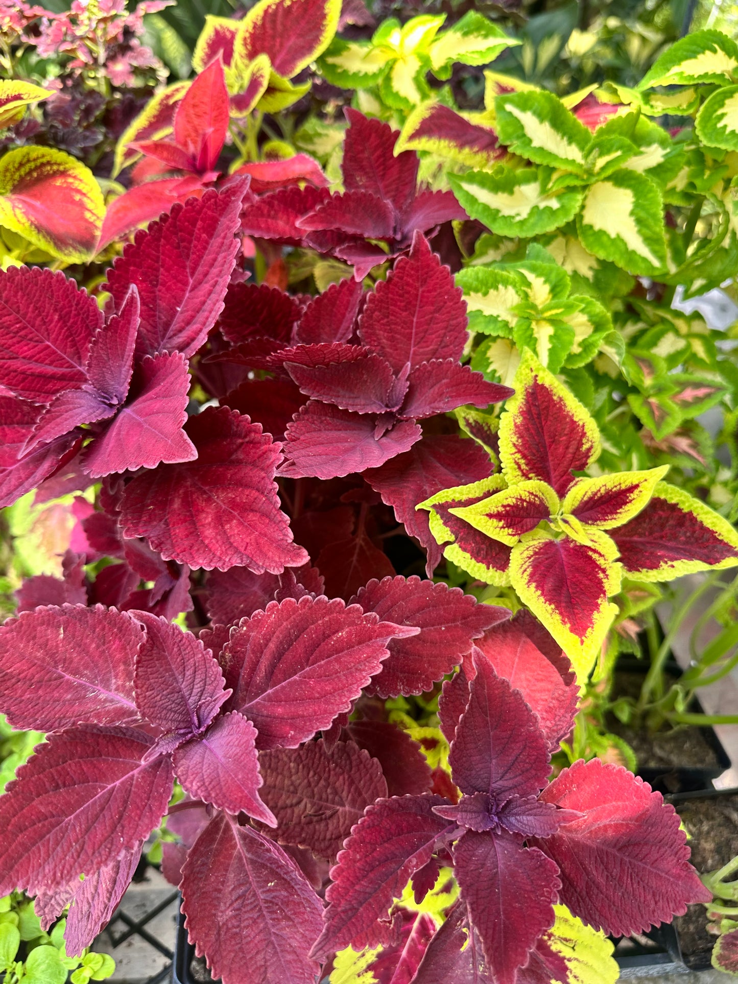 Coleus