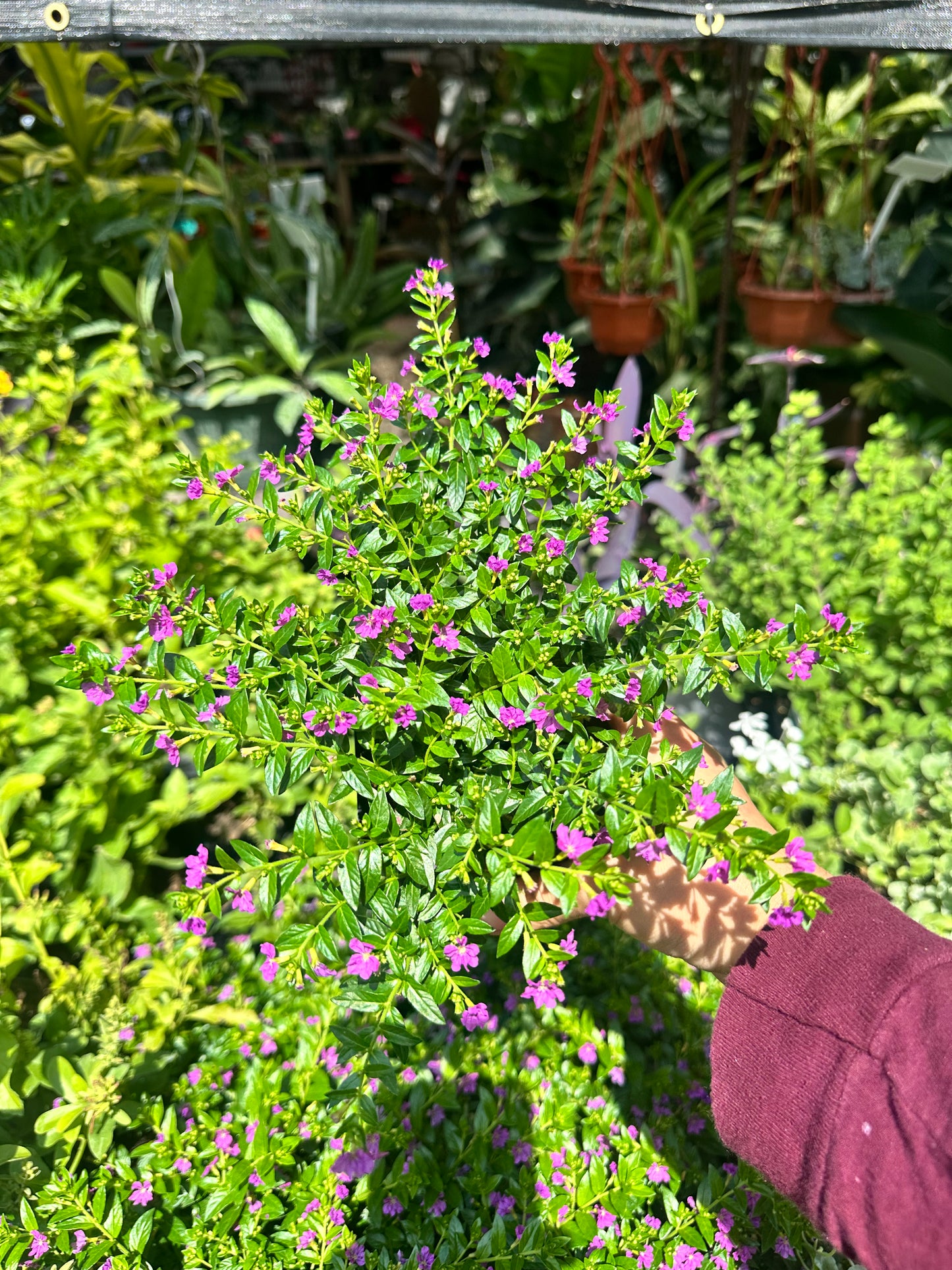 Mexican Heather