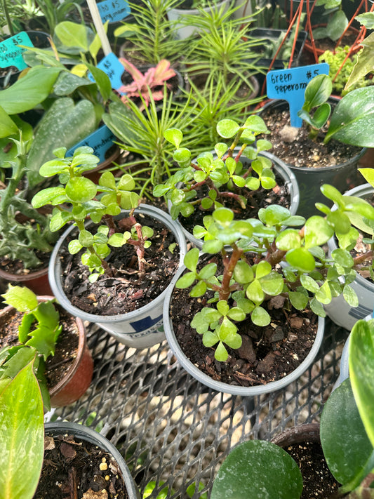 Money plant