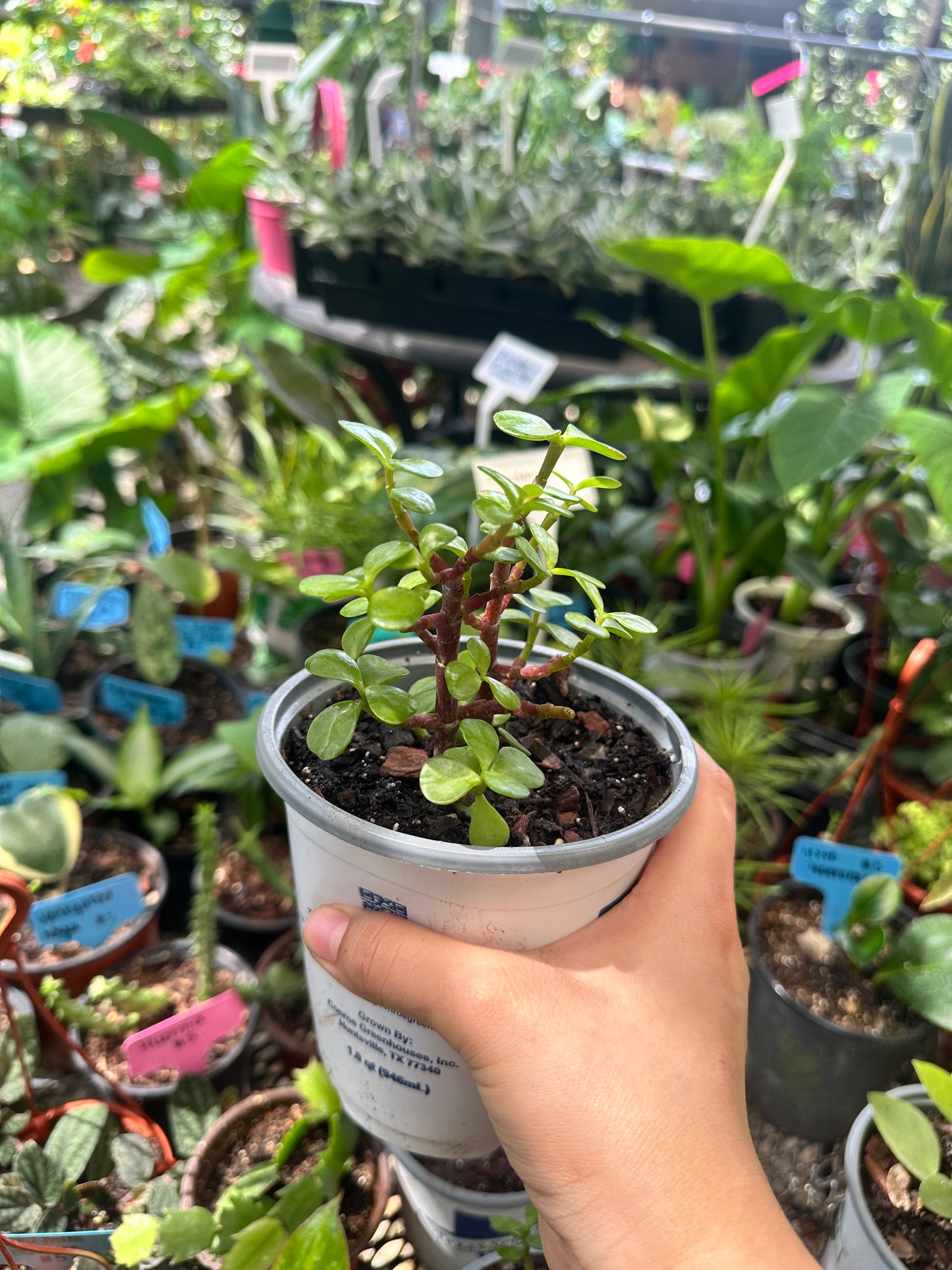 Money plant