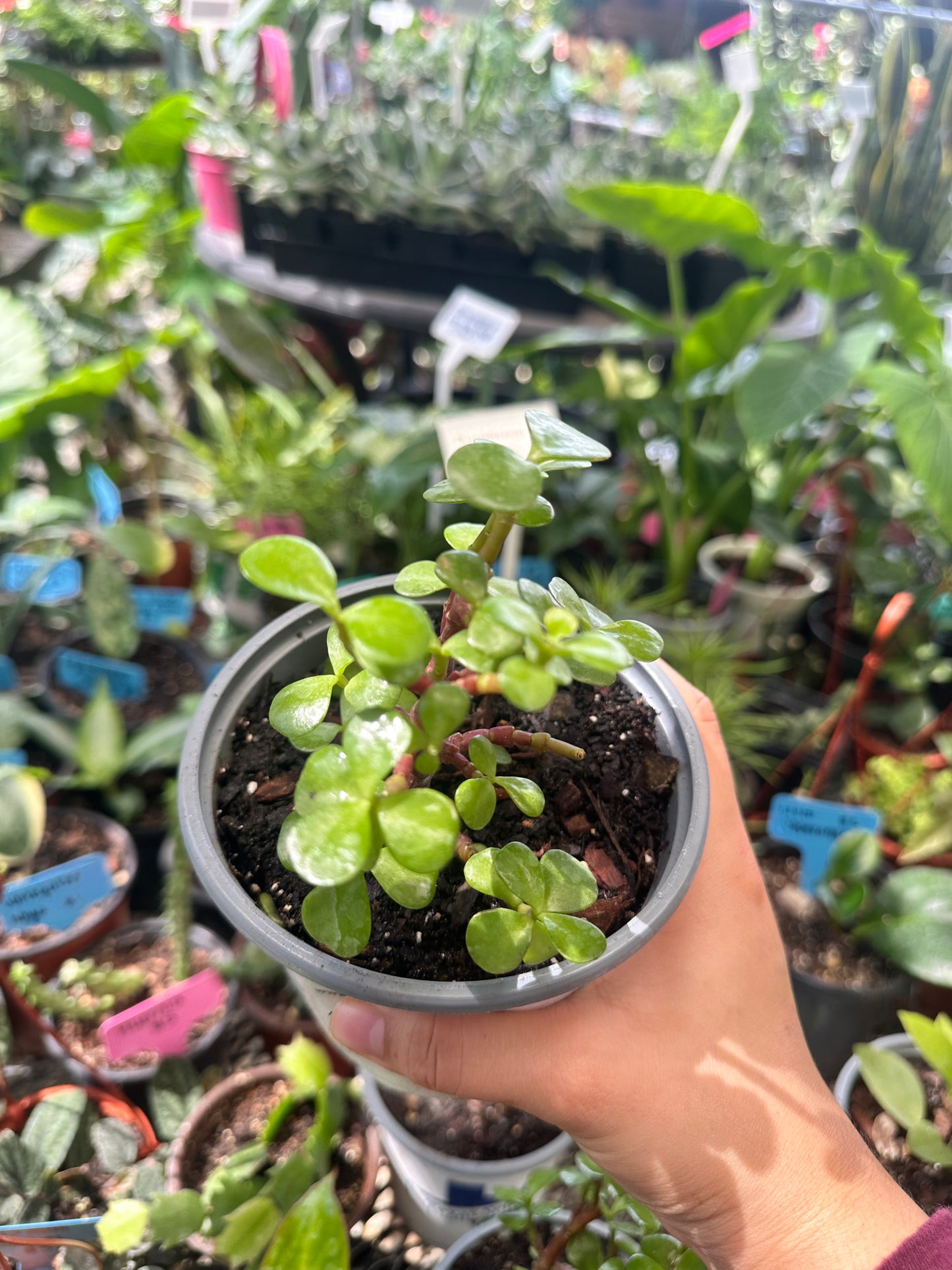 Money plant