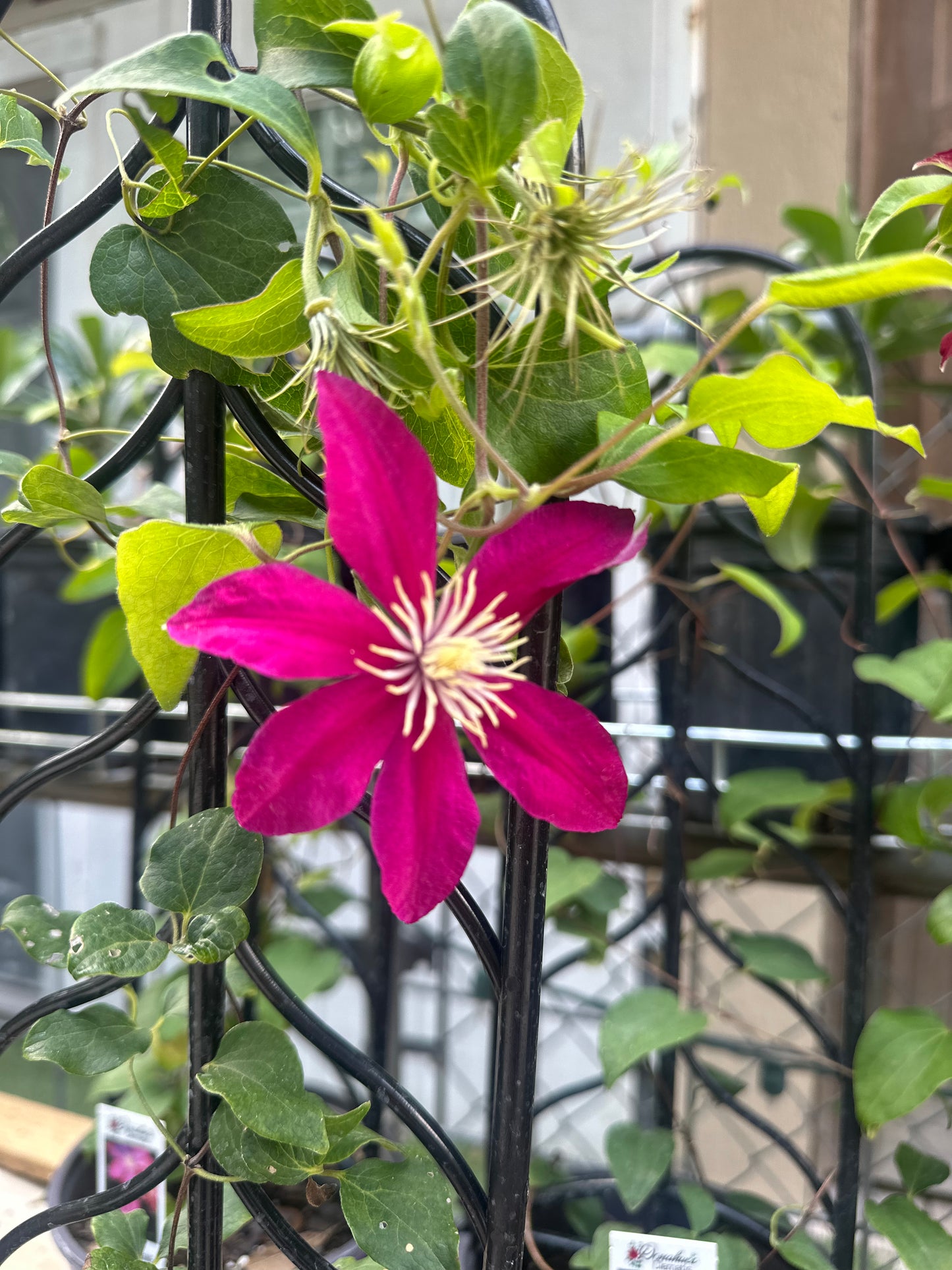 Clematis