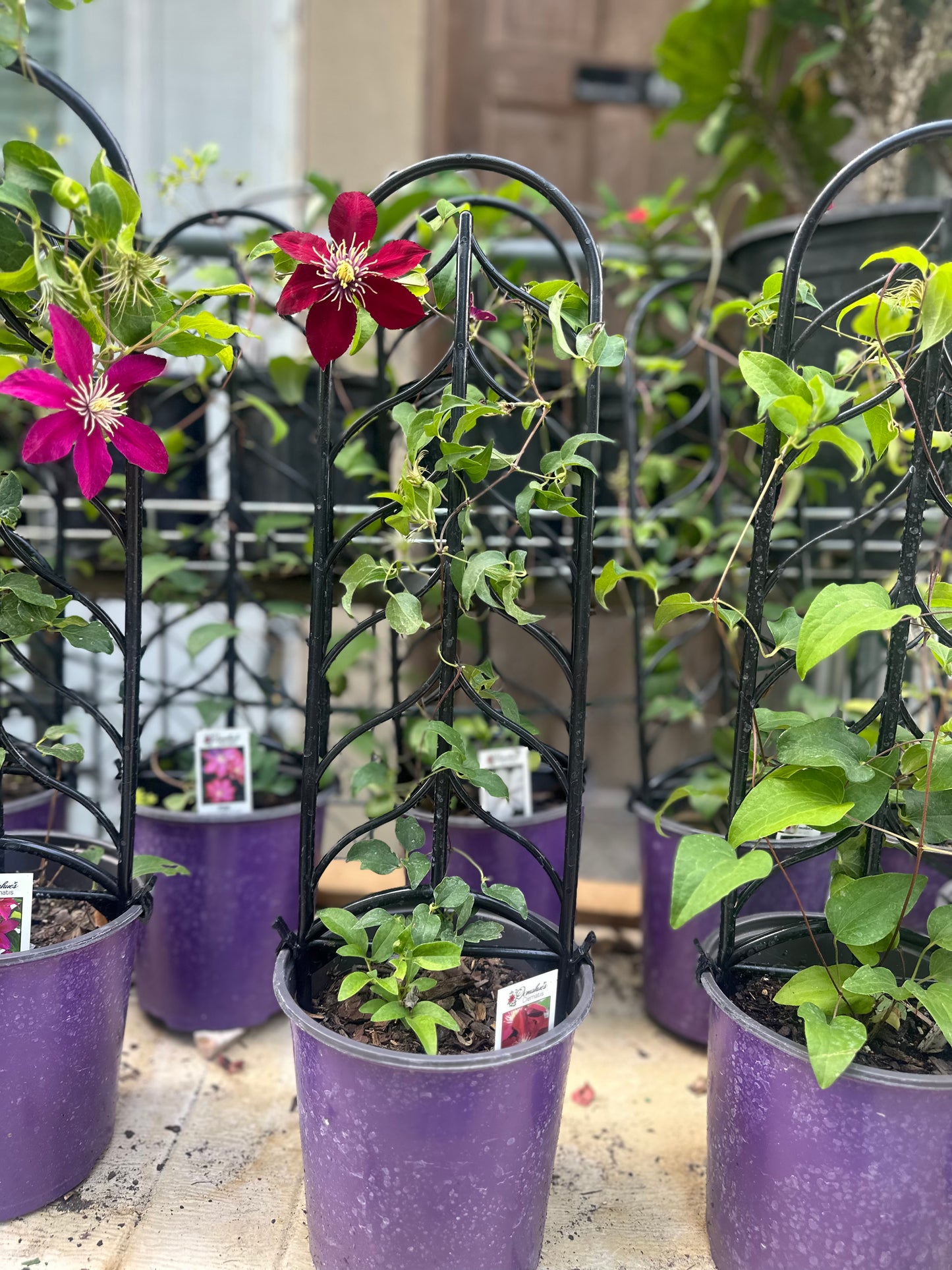 Clematis