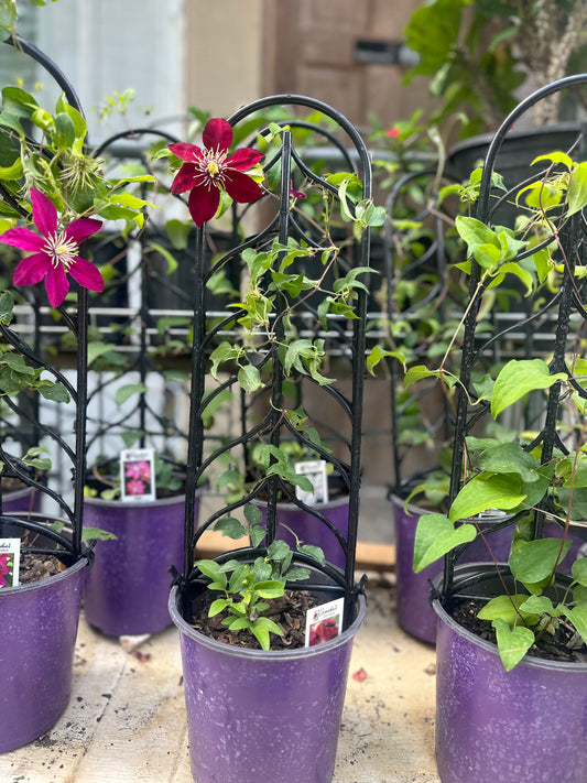 Clematis