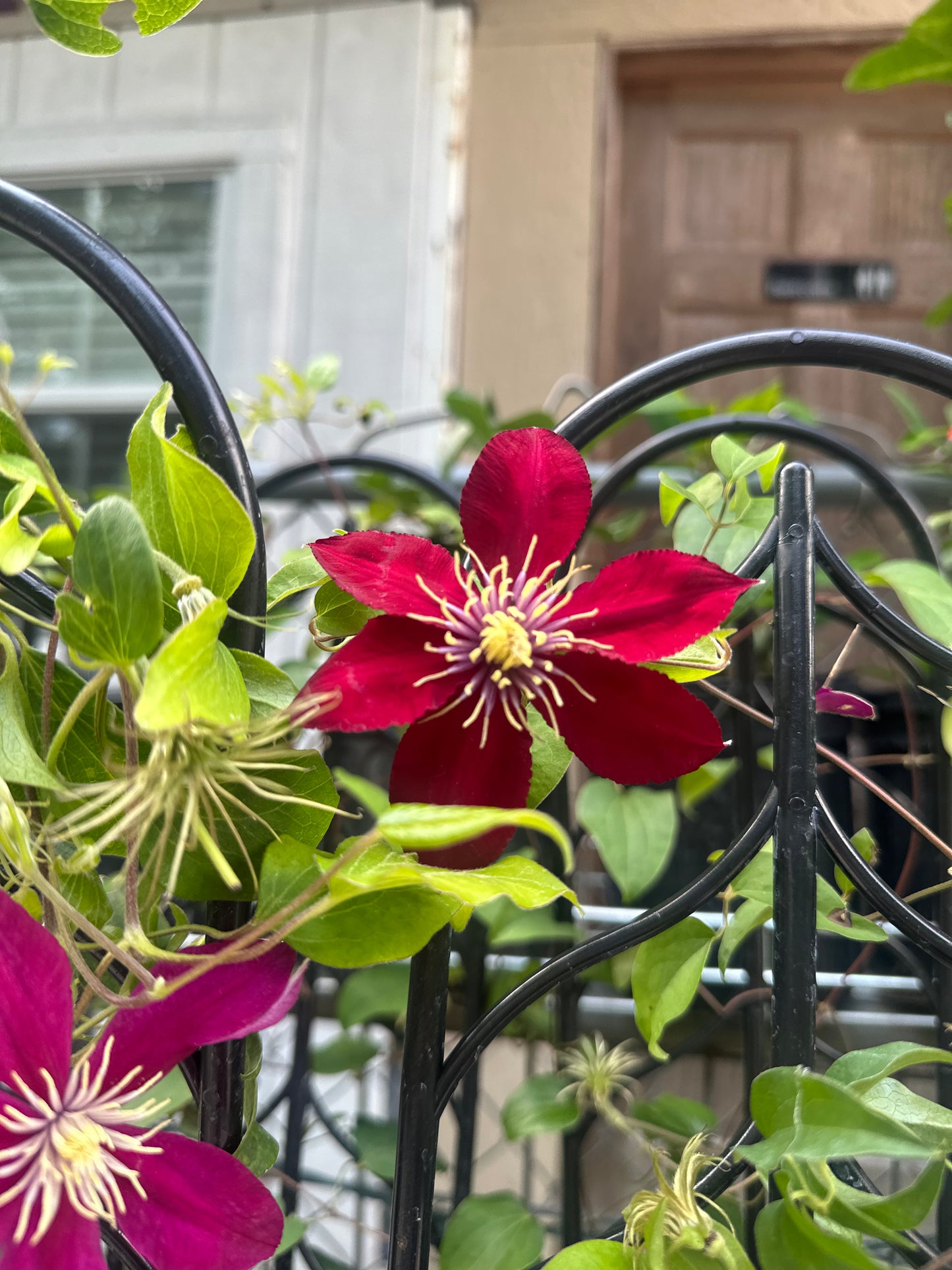Clematis