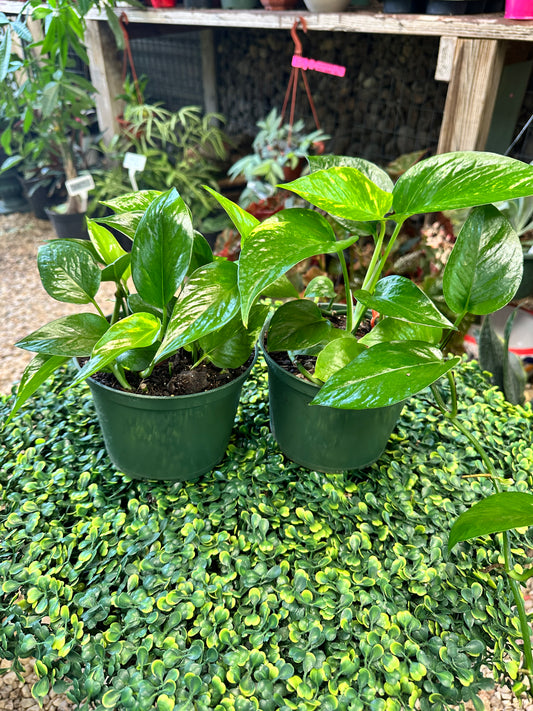 Golden Pothos
