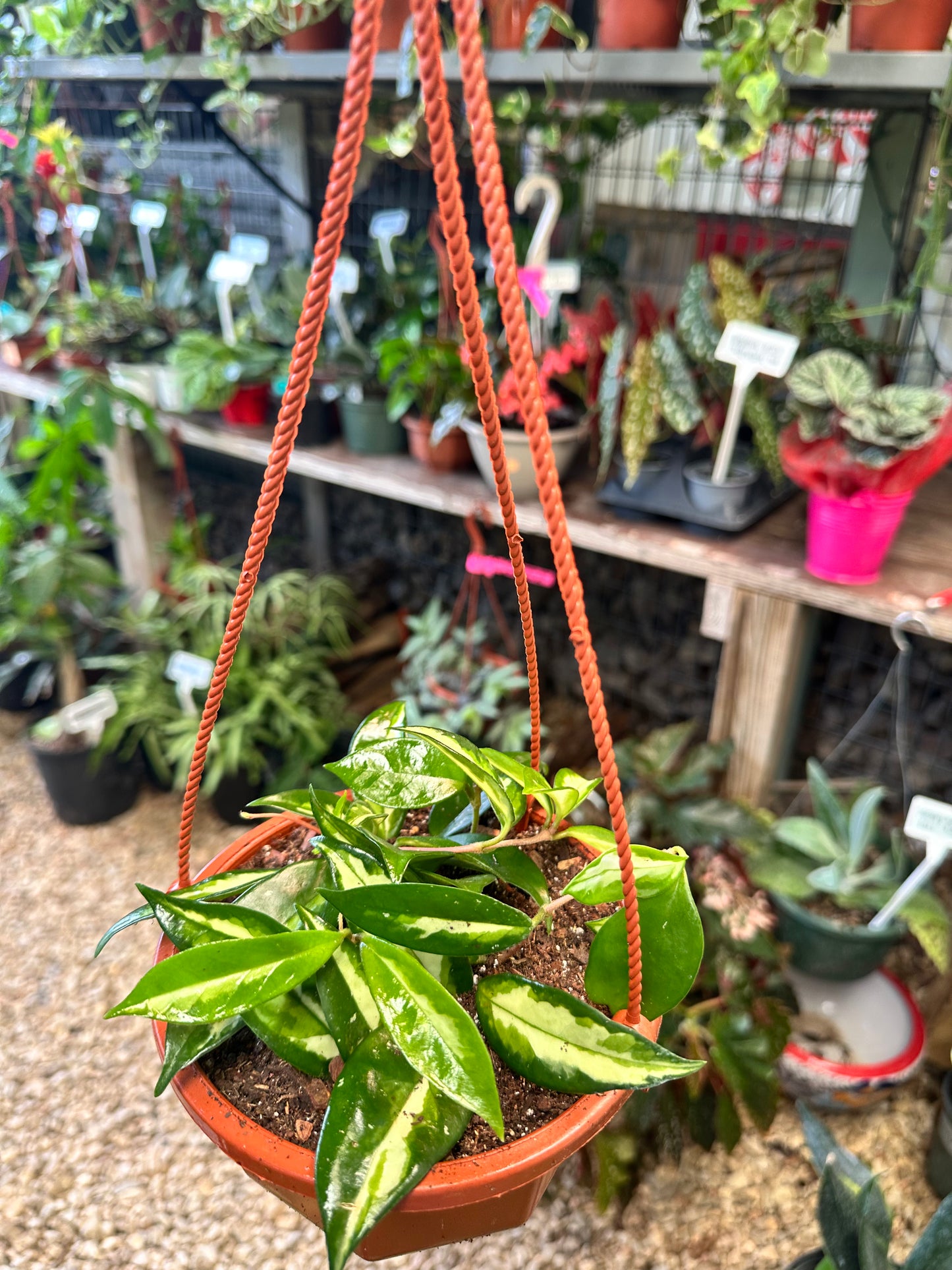 Hoya Krimson Princess