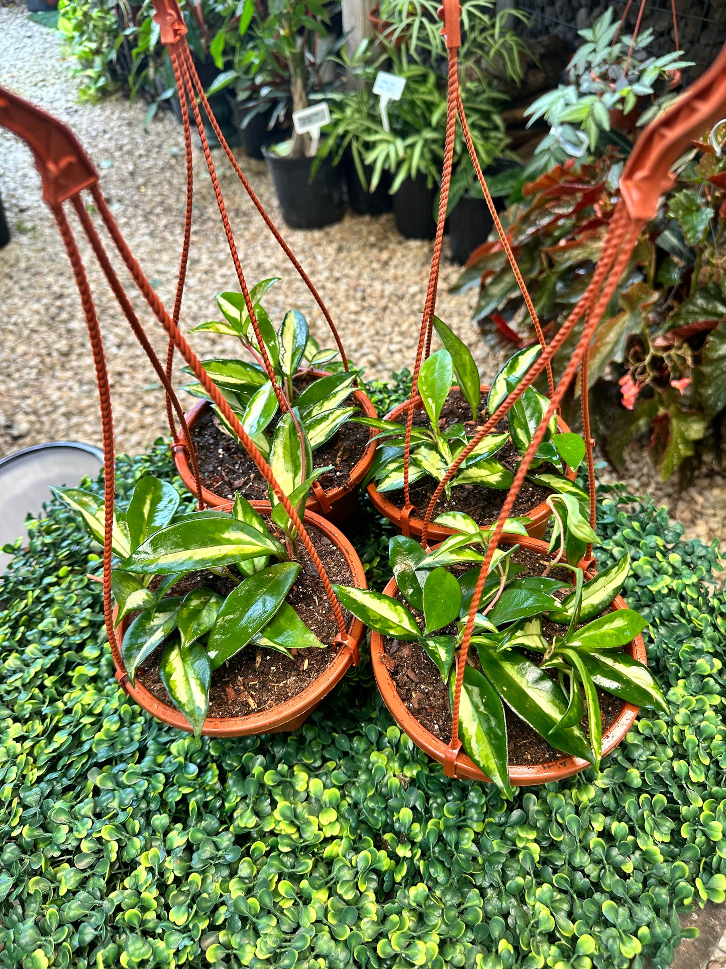 Hoya Krimson Princess