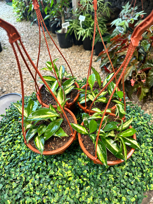 Hoya Krimson Princess