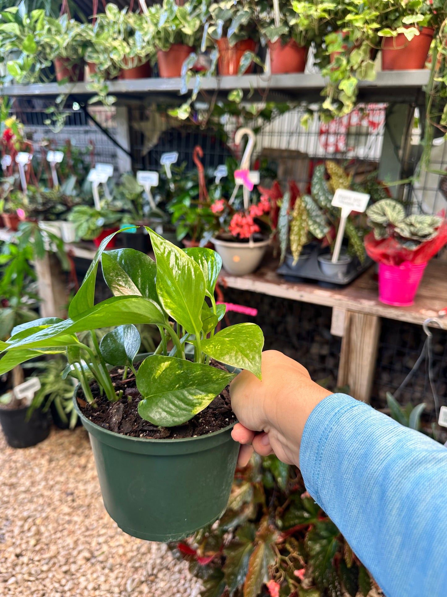 Golden Pothos