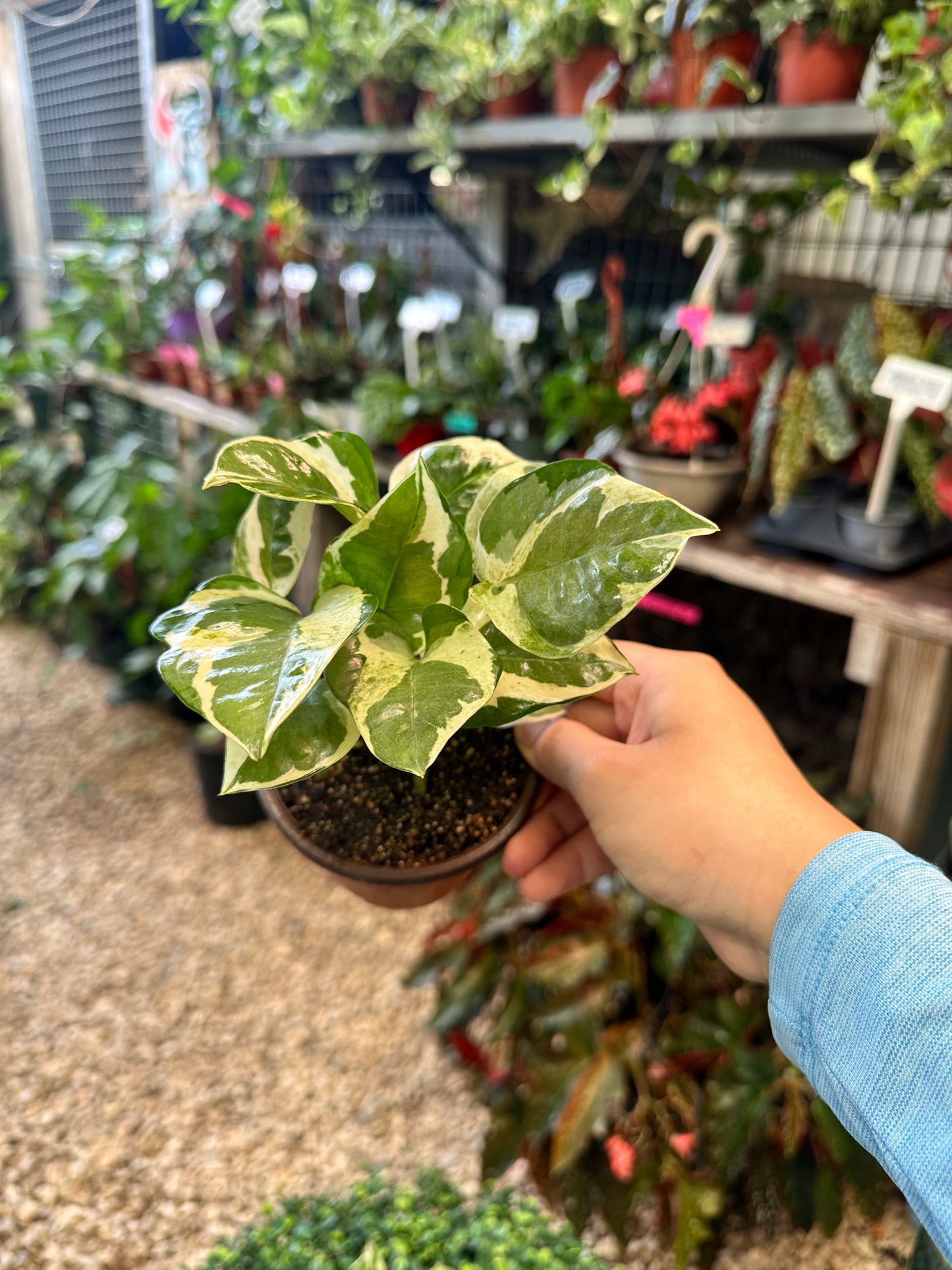 Pearls and Jade Pothos