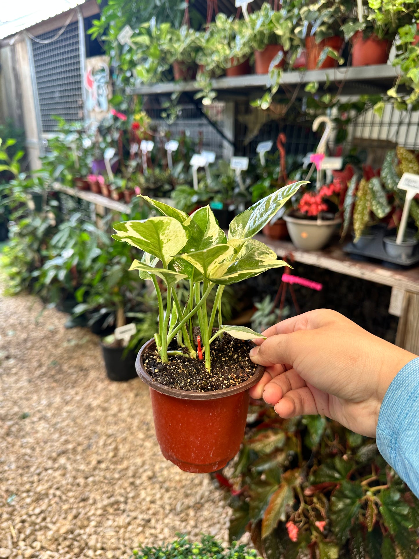 Pearls and Jade Pothos