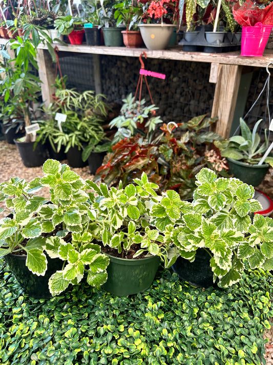 Variegated Sweedish Ivy