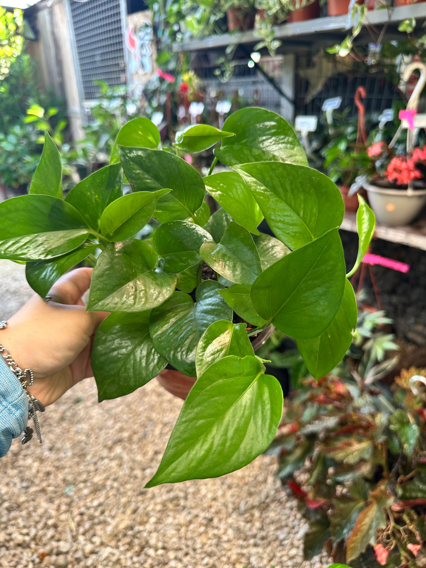 Golden Pothos