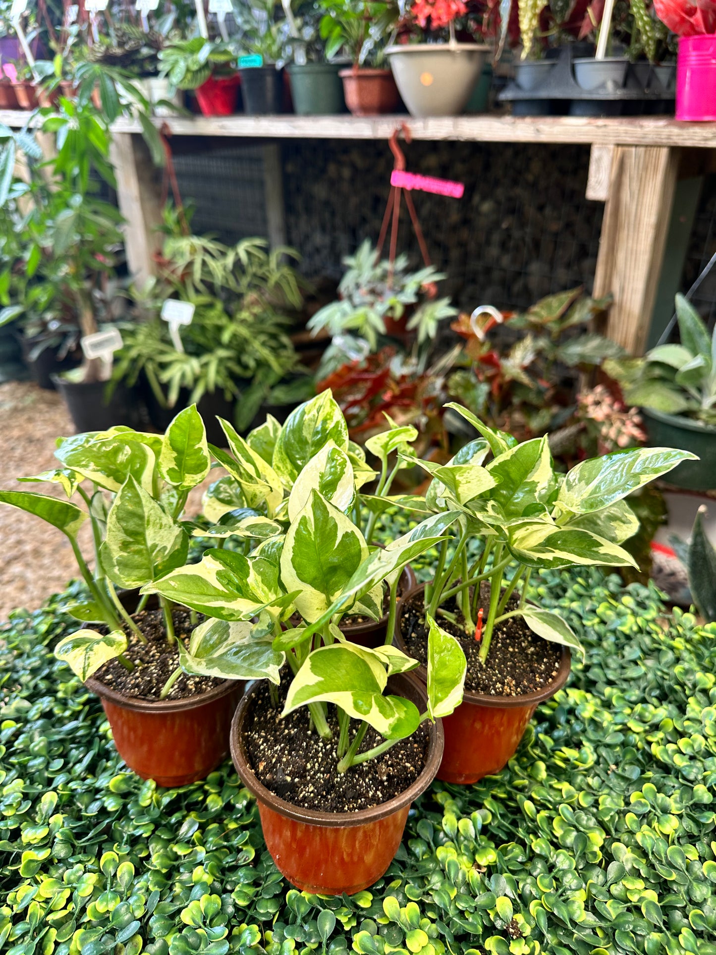 Pearls and Jade Pothos