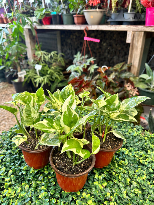 Pearls and Jade Pothos