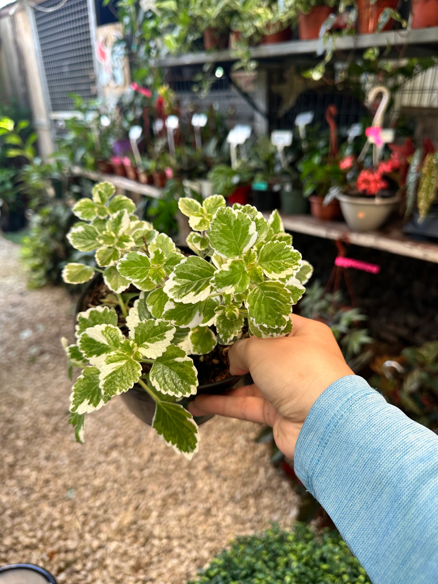 Variegated Sweedish Ivy